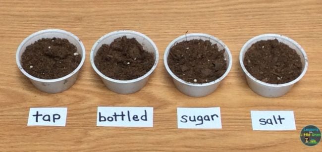 Small cups of soil labeled tap, bottled, sugar, and salt (2nd Grade Science)
