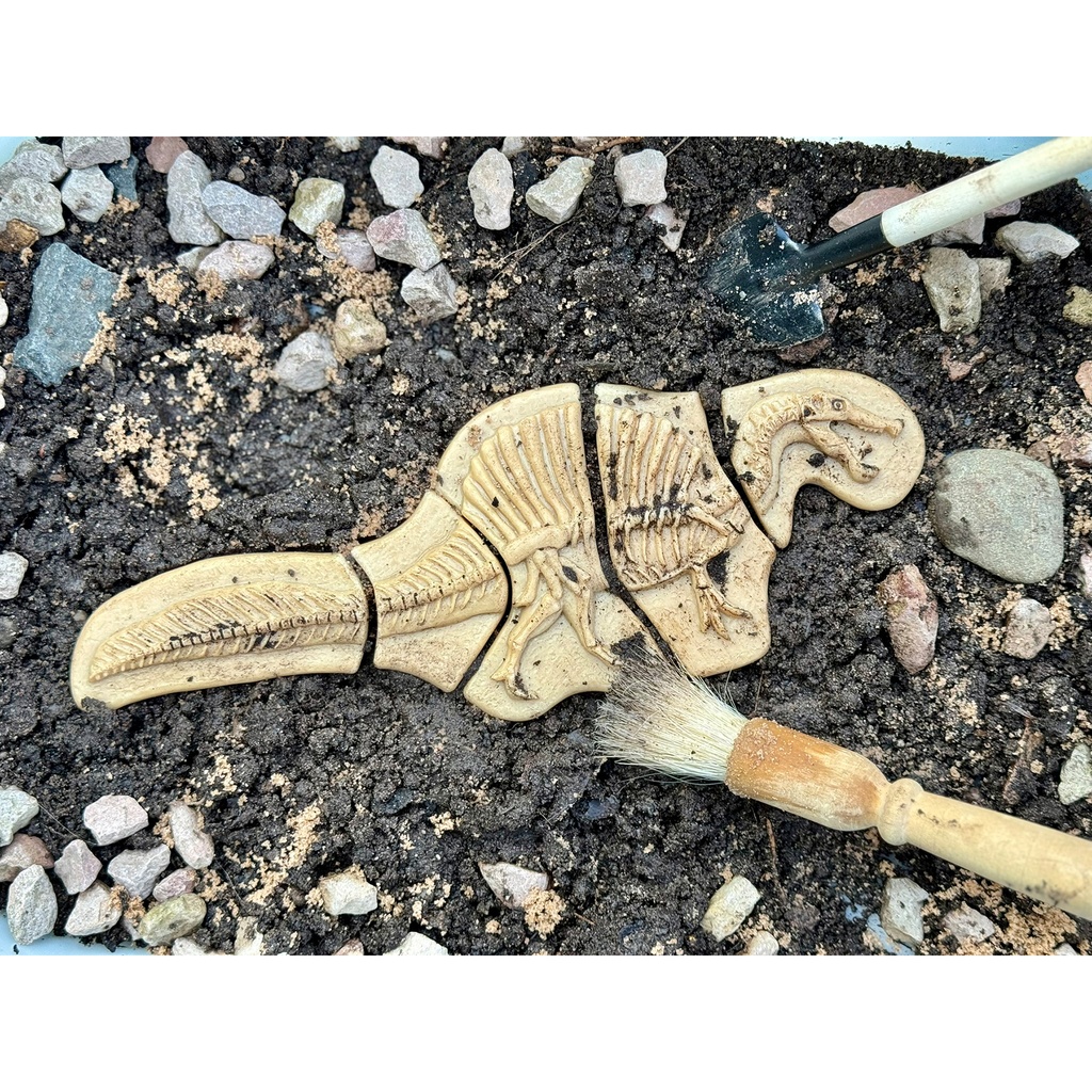 Triceratops & Spinosaurus Dig and Discover_2