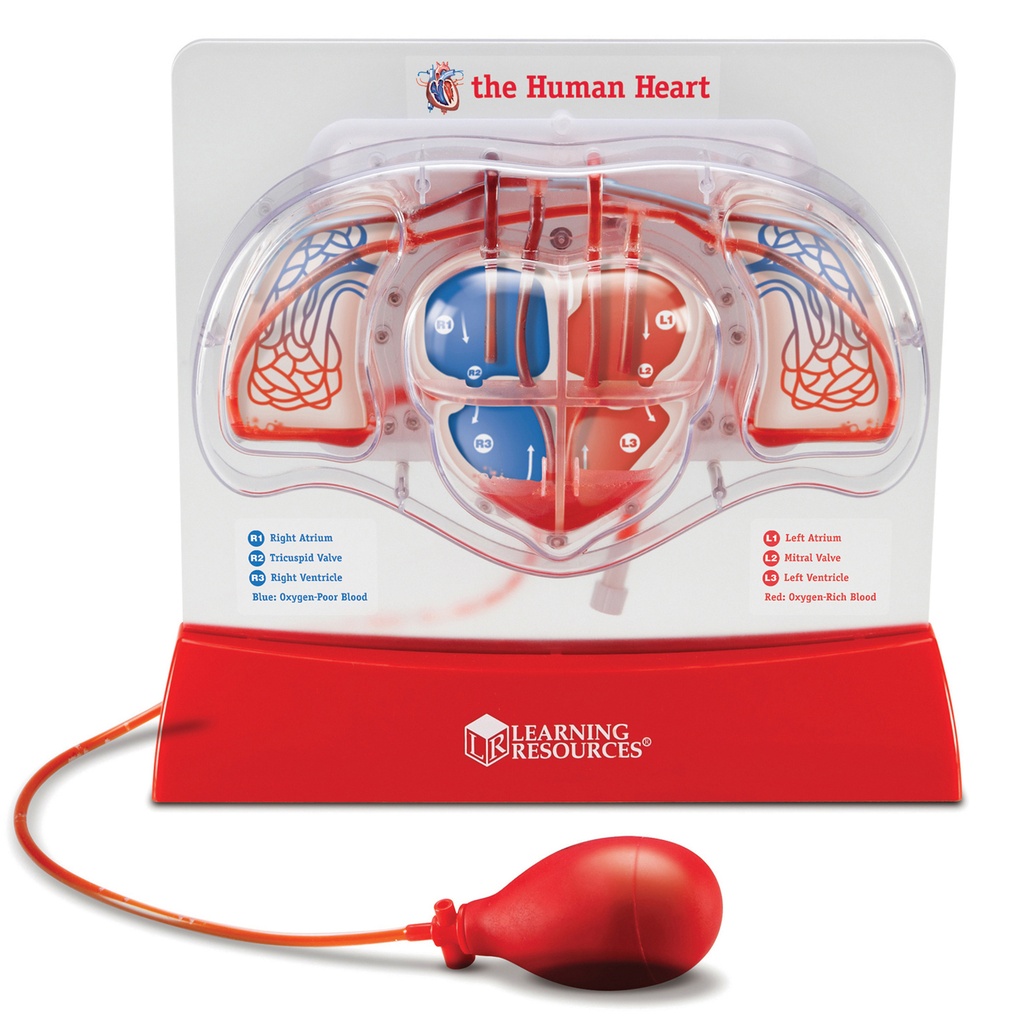 Pumping Heart Model