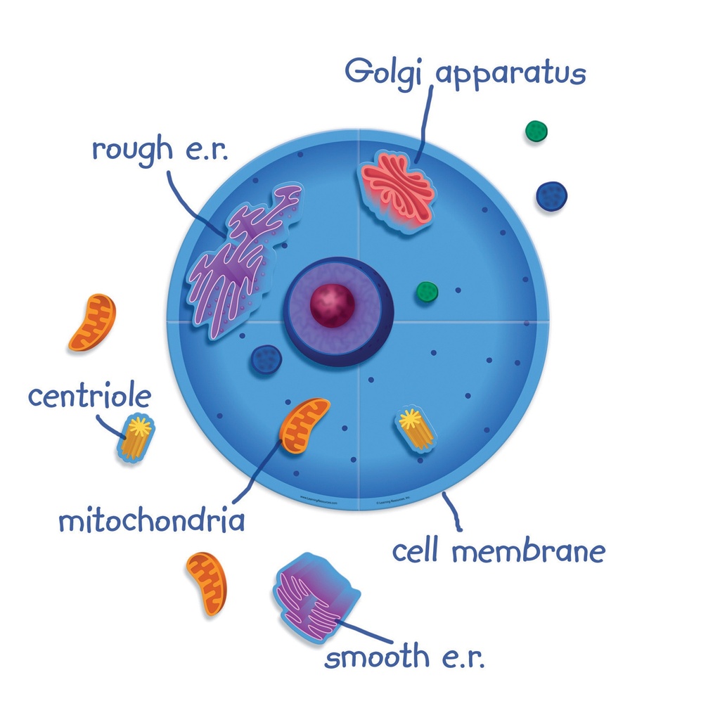 Giant Magnetic Animal Cell