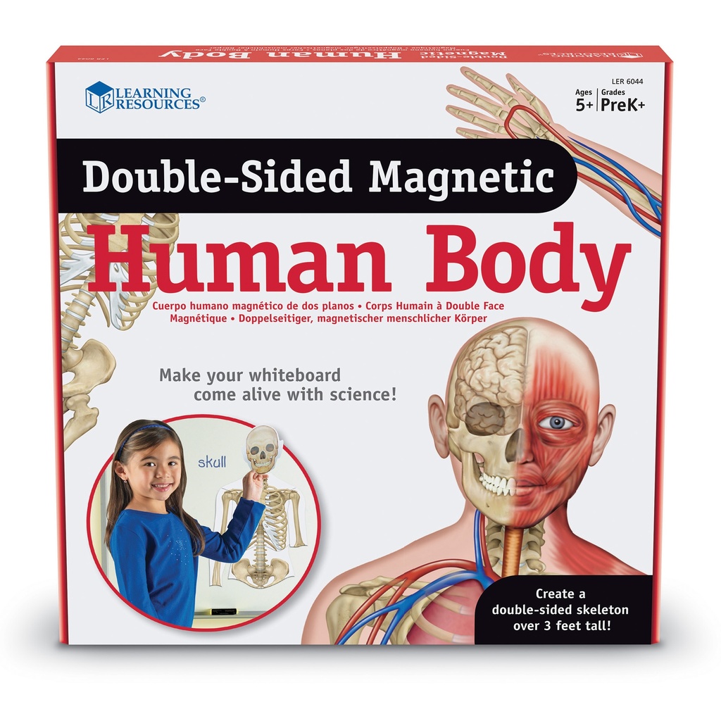 Double Sided Magnetic Human Body