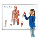 Double Sided Magnetic Human Body