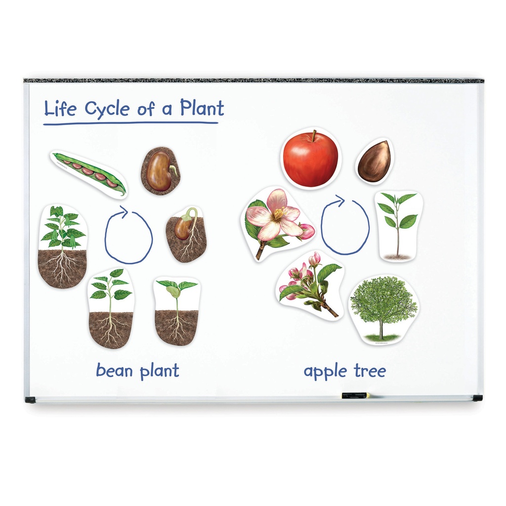 Giant Magnetic Plant Life Cycle