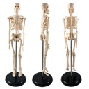 17" Human Skeleton Model with Key