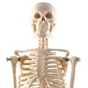 17" Human Skeleton Model with Key