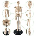 17" Human Skeleton Model with Key