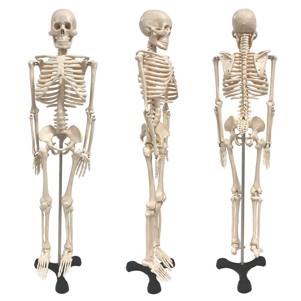  34" Human Skeleton Model with Key