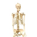 Life Size Human Skeleton Model with Key, Rod Mount