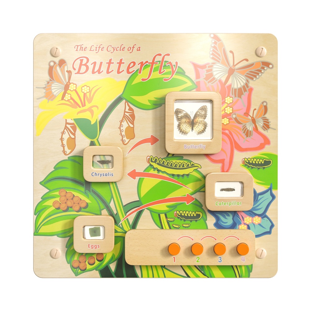 Butterfly Life Cycle Activity Board Accessory Panel