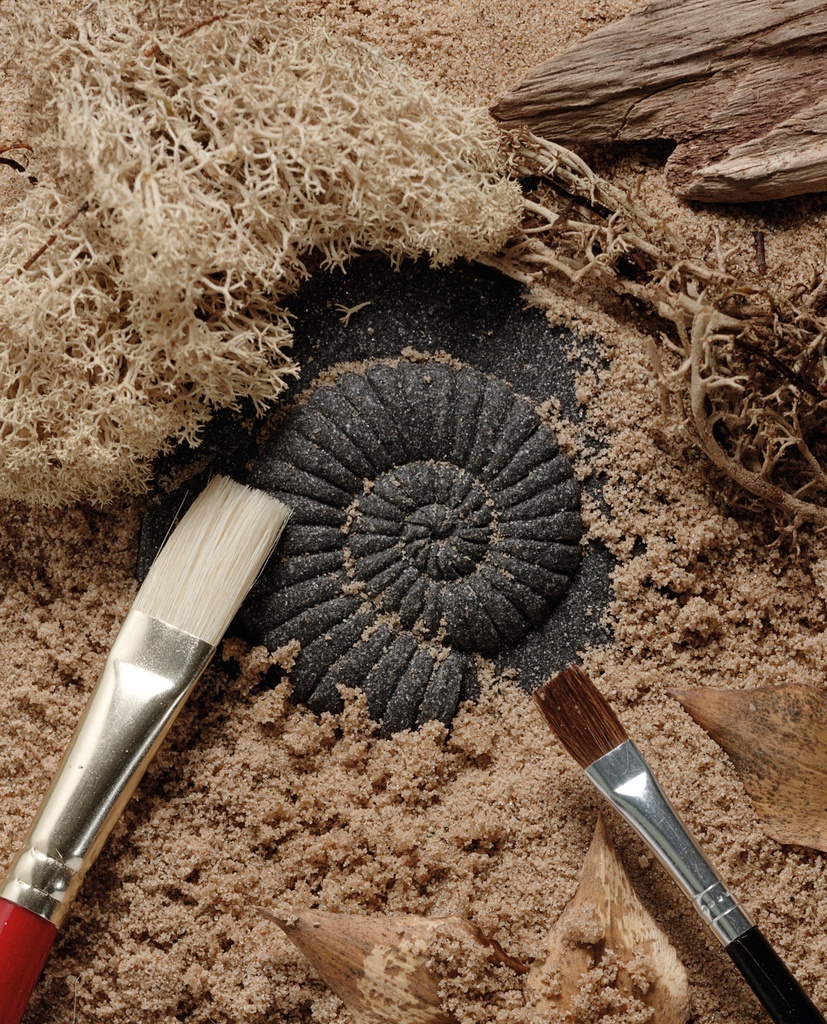 Let's Investigate Fossil Stone