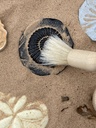 Let's Investigate Fossil Stone