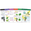 Photosynthesis Bulletin Board Chart Set Grades 3-5_1