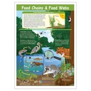 Food Chains & Food Webs Learning Center_1
