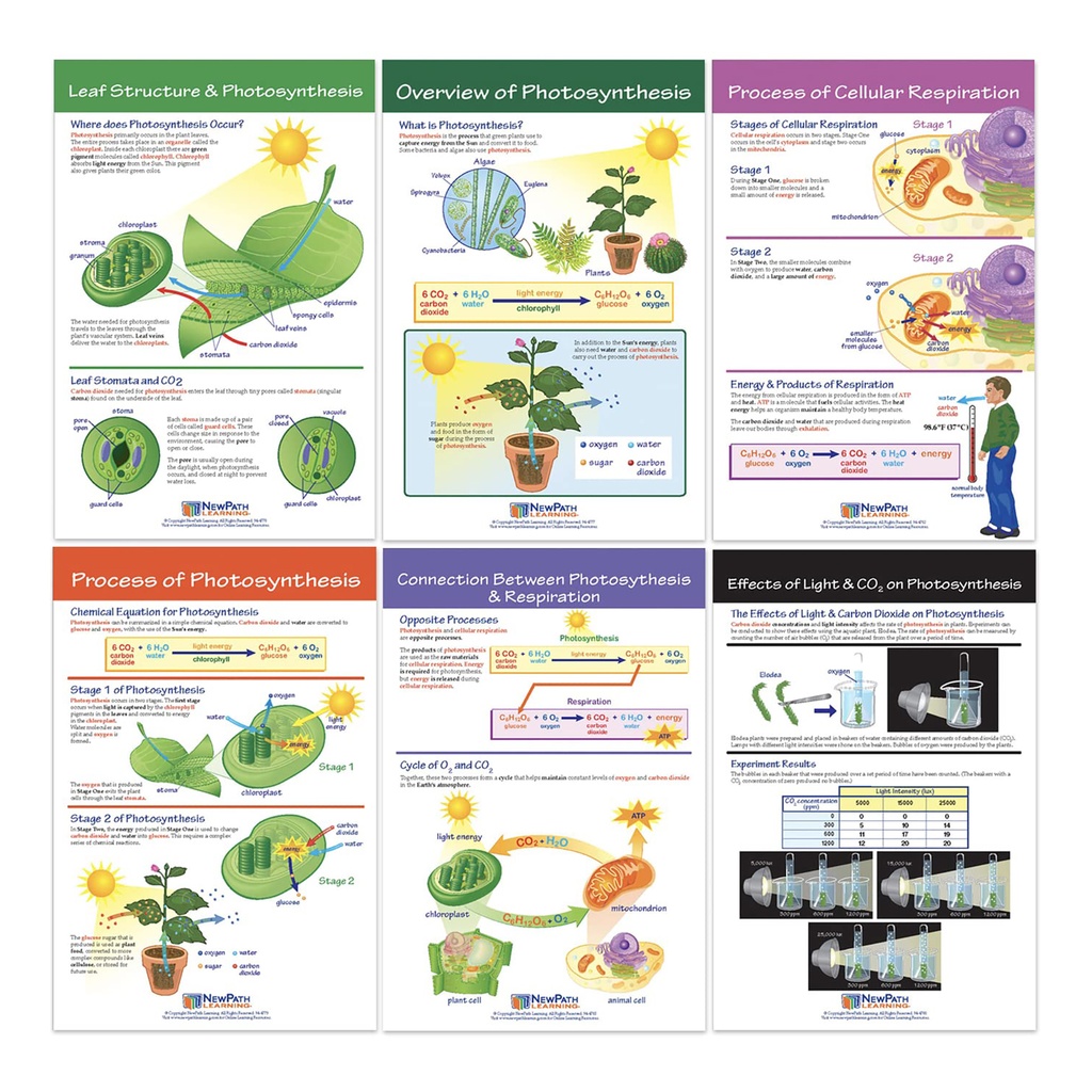 Photosynthesis Bulletin Board Chart Set Grades 3-5_2