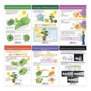 Photosynthesis Bulletin Board Chart Set Grades 3-5_2