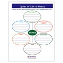Cycles of Life & Biomes Learning Center_3
