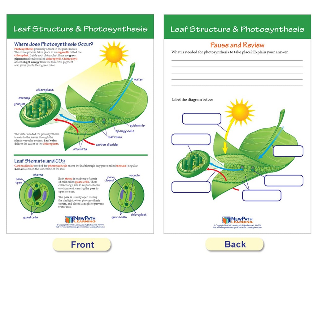 Photosynthesis Bulletin Board Chart Set Grades 3-5_3