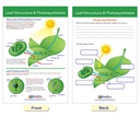 Photosynthesis Bulletin Board Chart Set Grades 3-5_3