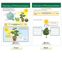 Photosynthesis Bulletin Board Chart Set Grades 3-5_4