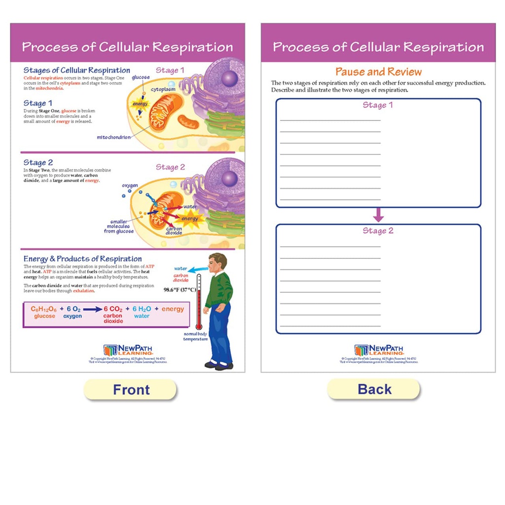 Photosynthesis Bulletin Board Chart Set Grades 3-5_5