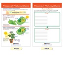 Photosynthesis Bulletin Board Chart Set Grades 3-5_6