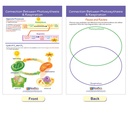 Photosynthesis Bulletin Board Chart Set Grades 3-5_7