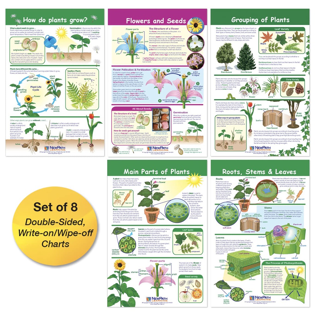 All About Plants Bulletin Board Charts Set of 5_2
