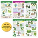 All About Plants Bulletin Board Charts Set of 5_2