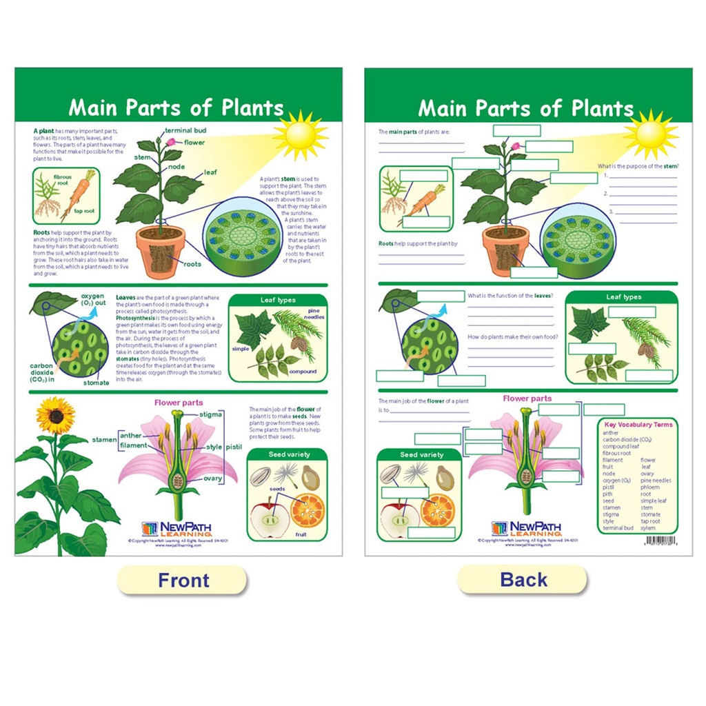 All About Plants Bulletin Board Charts Set of 5_3