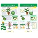All About Plants Bulletin Board Charts Set of 5_3