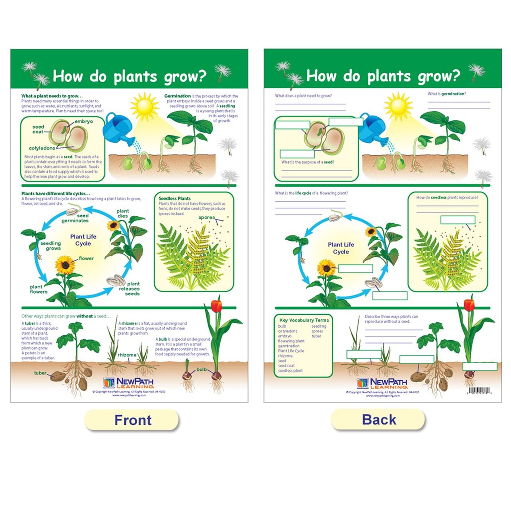 All About Plants Bulletin Board Charts Set of 5_4