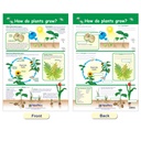 All About Plants Bulletin Board Charts Set of 5_4