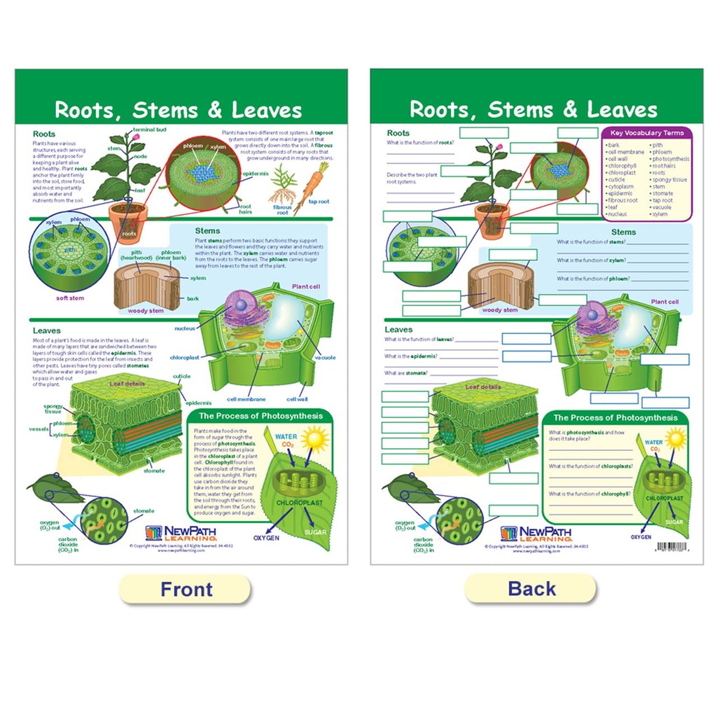 All About Plants Bulletin Board Charts Set of 5_6