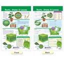 All About Plants Bulletin Board Charts Set of 5_6