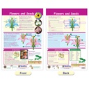 All About Plants Bulletin Board Charts Set of 5_7