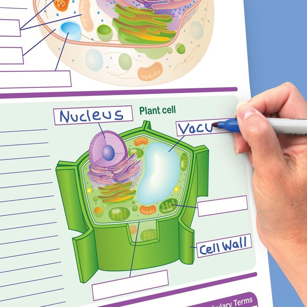 Life Science Curriculum Mastery® Flip Chart_2