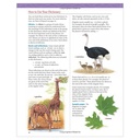 Children's Dictionary_3