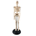17" Human Skeleton Model with Key