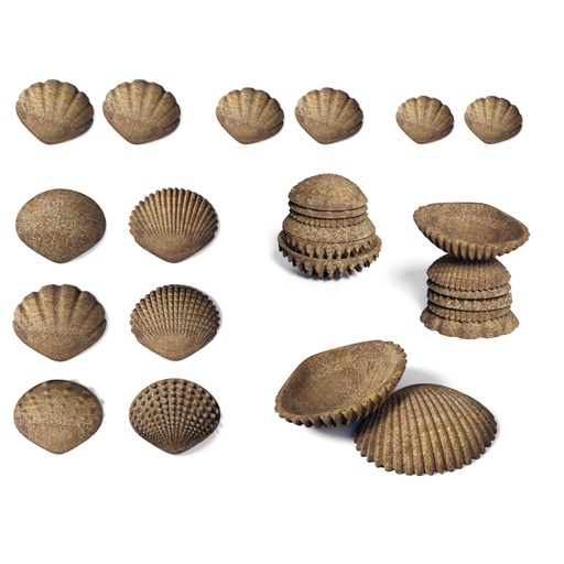[15205 CTU] 36ct Tactile Shells Ages - 18m+