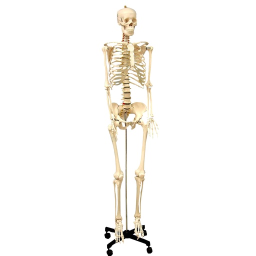 [12407S3 SKFB] Life Size Human Skeleton Model with Key, Rod Mount