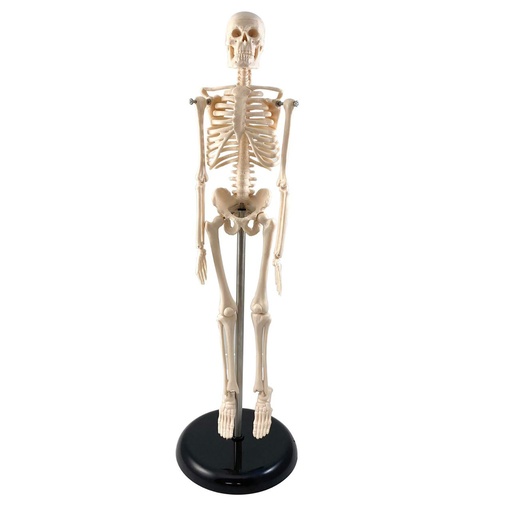 [12408S3 SKFB] 17" Human Skeleton Model with Key