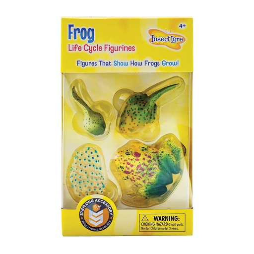 [2610 ILP] Frog Life Cycle Stages