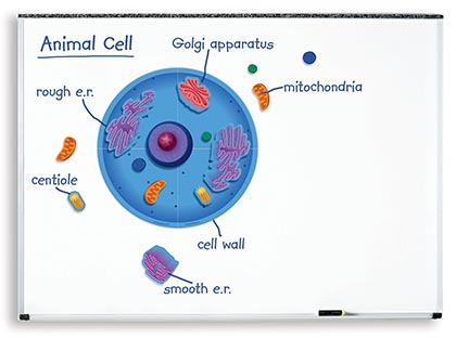 [6039 LER] Giant Magnetic Animal Cell